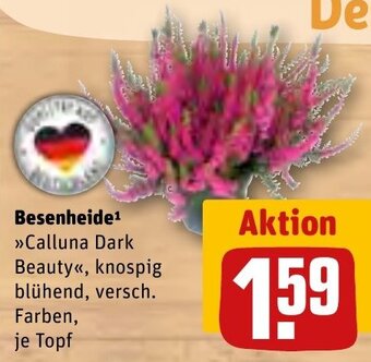 REWE Besenheide "Calluna Dark Beauty" Angebot