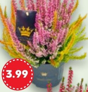 Kaufland Calluna-Sondersorten Angebot