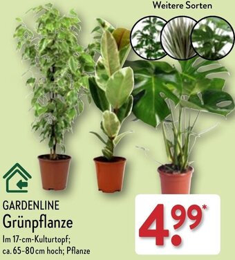 Aldi Nord GARDENLINE Grünpflanze Angebot
