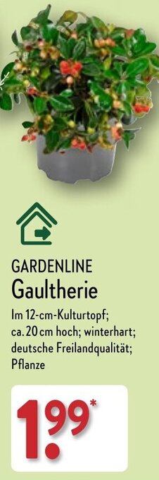 Aldi Nord GARDENLINE Gaultherie Angebot