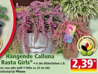 Norma Hängende Calluna Rasta Girls Angebot