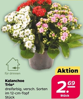 NETTO Kalanchoe Trio Angebot