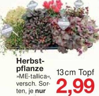 Jawoll Herbstpflanze 13 cm Topf Angebot