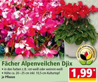 Norma24 Fächer Alpenveilchen Djix Angebot