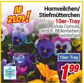 CENTERSHOP Hornveilchen/ Stiefmütterchen 10er-Tray Angebot