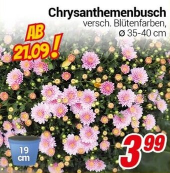 CENTERSHOP Chrysanthemenbusch Angebot