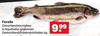 Handelshof Forelle Angebot