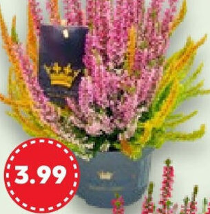 Kaufland Calluna-Sondersorten Angebot