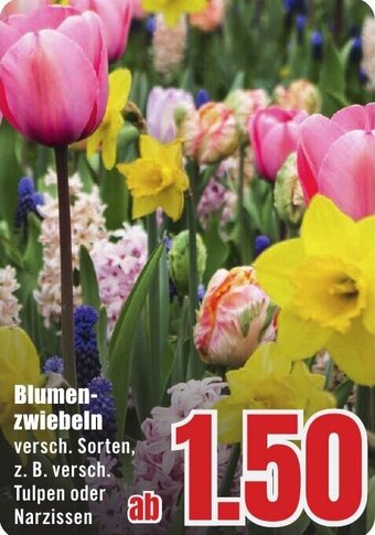 B1 Discount Baumarkt Blumenzwiebeln Angebot