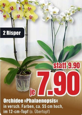 B1 Discount Baumarkt Orchidee Phalaenopsis Angebot