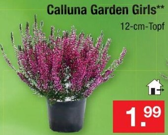 Zimmermann Calluna Garden Girls 12-cm-Topf Angebot