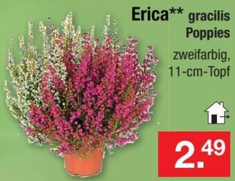 Zimmermann Erica gracilis Poppies 11-cm-Topf Angebot