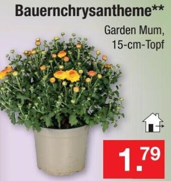 Zimmermann Bauernchrysantheme Angebot