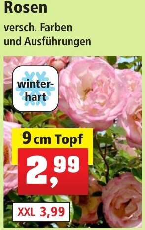 Thomas Philipps Rosen 9cm Topf Angebot