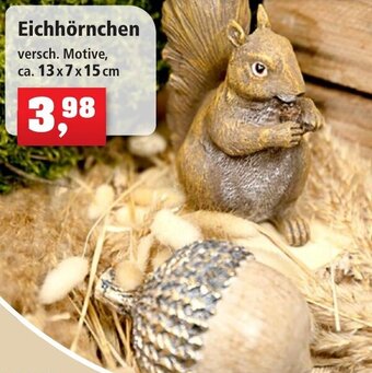 Thomas Philipps Eichhörnchen Angebot