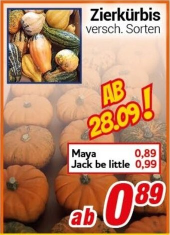 CENTERSHOP Zierkürbis Angebot