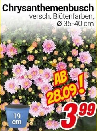 CENTERSHOP Chrysanthemenbusch Angebot
