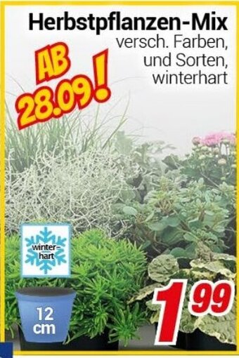 CENTERSHOP Herbstpflanzen-Mix Angebot