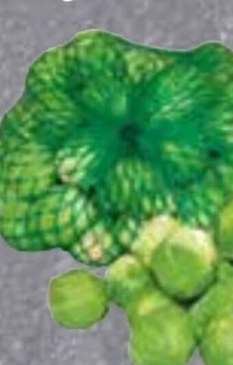 Edeka Frischemarkt Rosenkohl Angebot