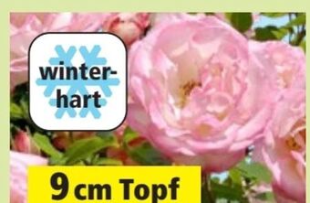 Thomas Philipps Rosen im topf Angebot