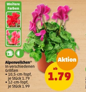 PENNY Alpenveilchen 10,5 cm Topf Angebot