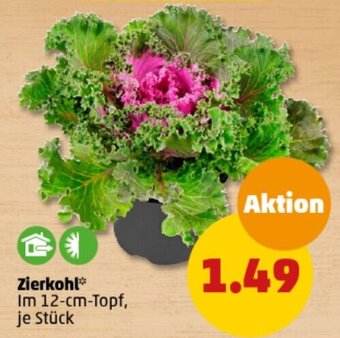 PENNY Zierkohl 12-cm-Topf Angebot