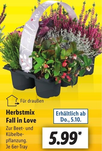 Lidl Herbstmix Fall in Love Angebot