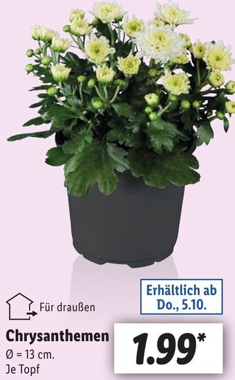 Lidl Chrysanthemen Angebot