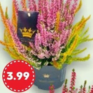 Kaufland Calluna Sondersorten Angebot