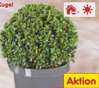 Netto Marken-Discount Buxus-kugel Angebot