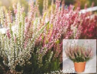 Netto Marken-Discount Calluna Angebot
