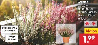 Netto Marken-Discount Calluna Angebot