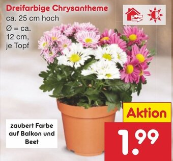 Netto Marken-Discount Dreifarbige Chrysantheme Angebot