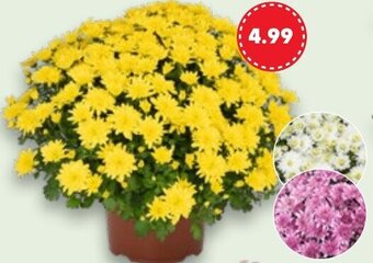 Kaufland Chrysanthemen Busch Angebot