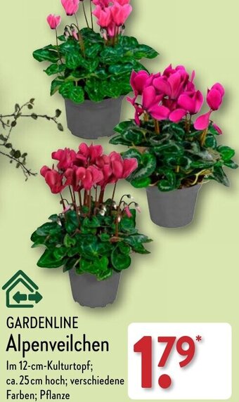 Aldi Nord GARDENLINE Alpenveilchen Angebot