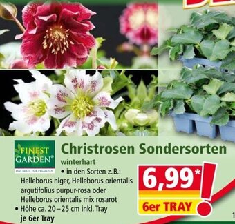 Norma FINEST  Garden Christrosen Sondersorten 6er Tray Angebot