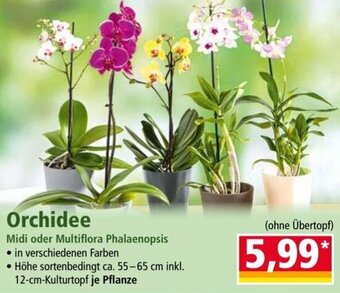 Norma Orchidee 12-cm-Kulturtopf Angebot