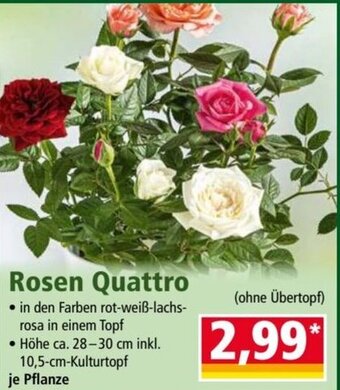 Norma Rosen Quattro 10,5-cm-Kulturtopf Angebot