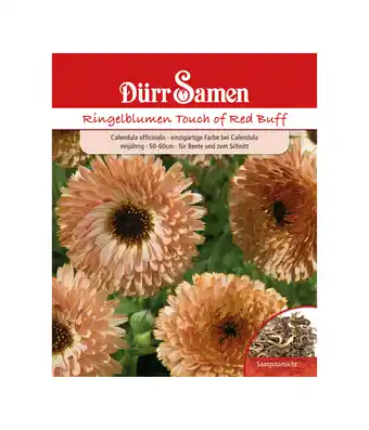 Dehner Dürr samen ringelblumen 'touch of red buff' Angebot