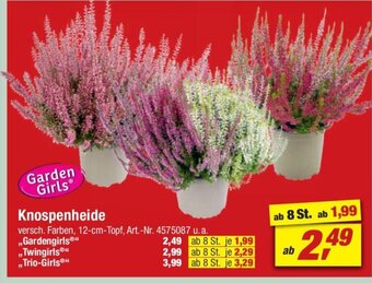 toom Baumarkt Knospenheide ,,Gardengirls" Angebot