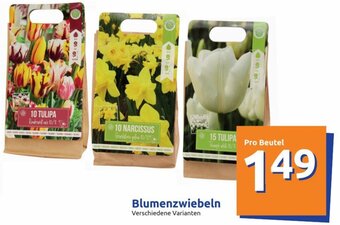 Action Blumenzwiebeln Angebot