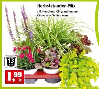 Thomas Philipps Herbststauden Mix Angebot