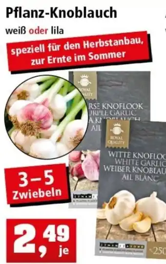 Thomas Philipps Pflanz Knoblauch Angebot