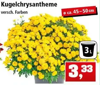 Thomas Philipps Kugelchrysantheme Angebot