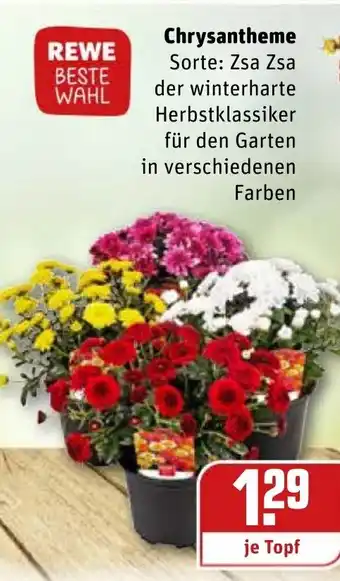 REWE Chrysantheme Angebot