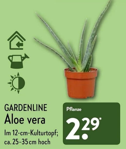 Aloe vera Angebot bei Aldi Nord