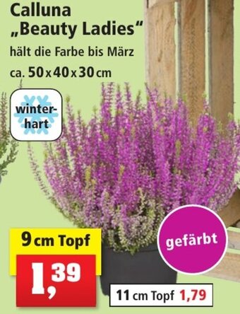 Thomas Philipps Calluna Beauty Ladies 9 cm Topf Angebot