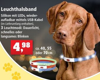 Thomas Philipps Leuchthalsband Angebot