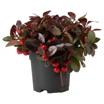 IKEA Gaultheria procumbens pflanze, wintergrün, 12 cm Angebot