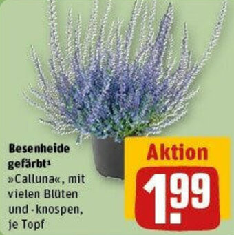 REWE Besenheide gefärbt Angebot